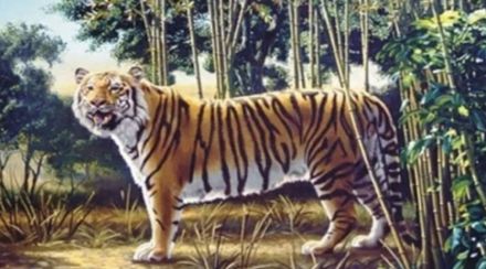 hidden tiger