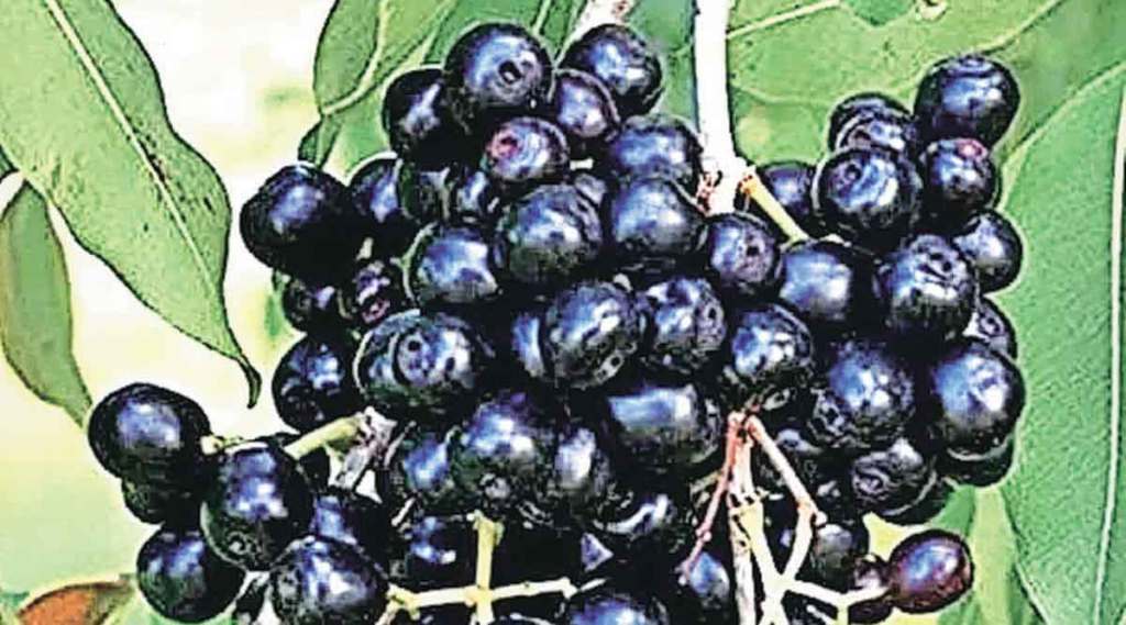 badlapur jamun