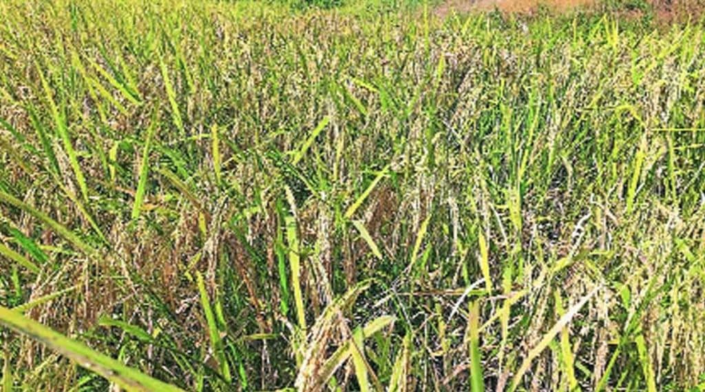 kolam rice
