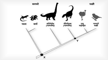 सृष्टी-दृष्टी : उत्क्रांतीची सूत्रे