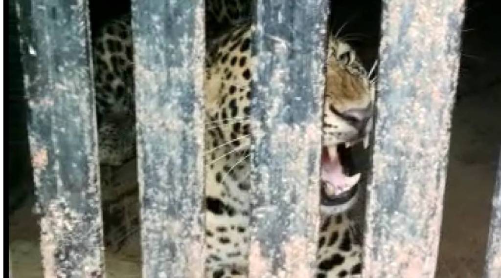 leopard