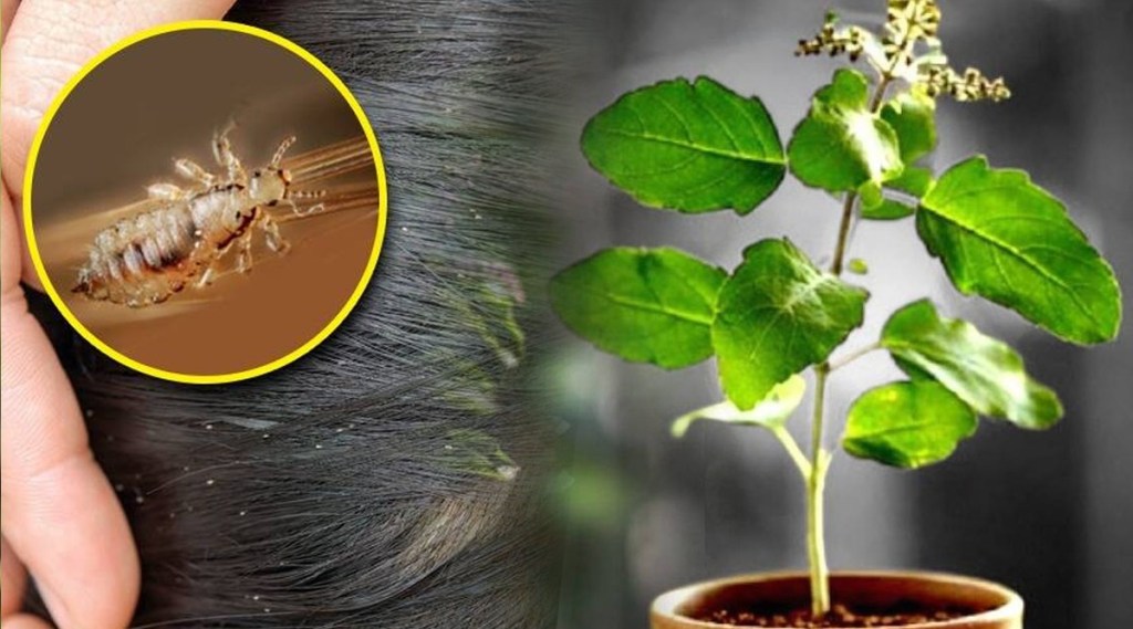Basil leaves will cure lice; Learn the solution