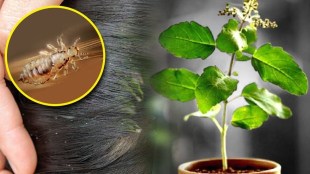 Basil leaves will cure lice; Learn the solution