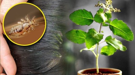 Basil leaves will cure lice; Learn the solution