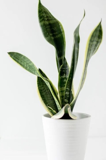 वास्तुशास्त्रात स्नेक प्लांट (snake plant) खूप शुभ मानले जाते. या वनस्पतीमुळे प्रगतीचा मार्ग खुला होतो असं मानले जाते.