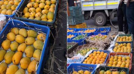 gavran mango