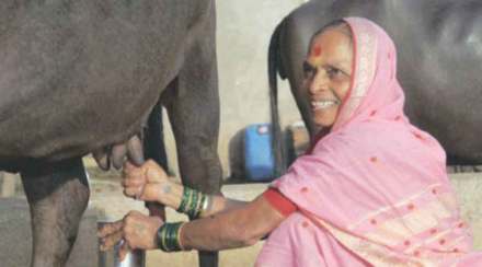 dairy farming in maharashtra dairy farming in maharashtra