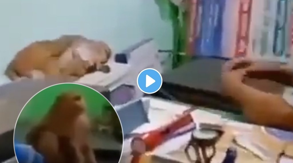 Monkey arrives directly at the clinic for treatment, VIDEO VIRAL