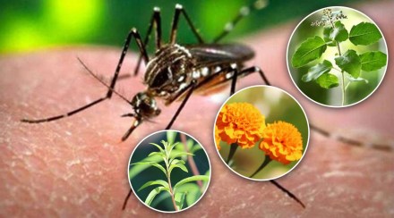 mosquitoes