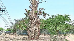 ns2 tree