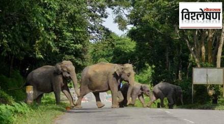 number of Indian elephants declining so fast number of Indian elephants declining so fast