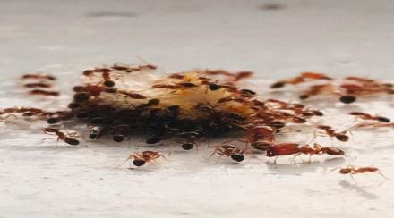 Growing ants in the house ?; Definitely try this 'home remedy'