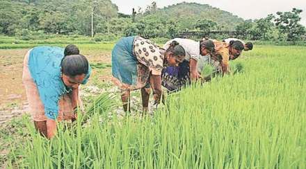भातावरील कीड नियंत्रण