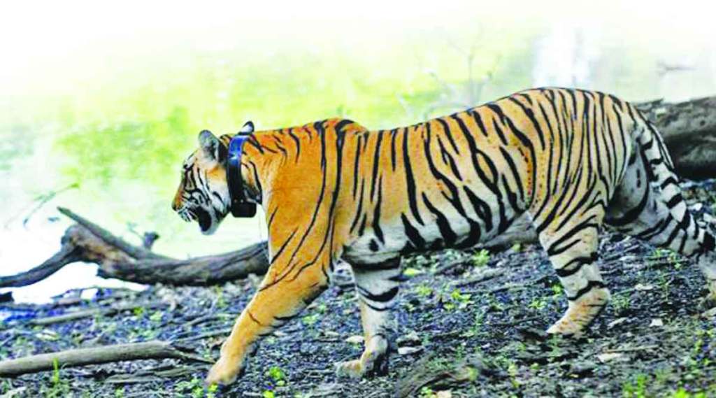 wildlife tiger