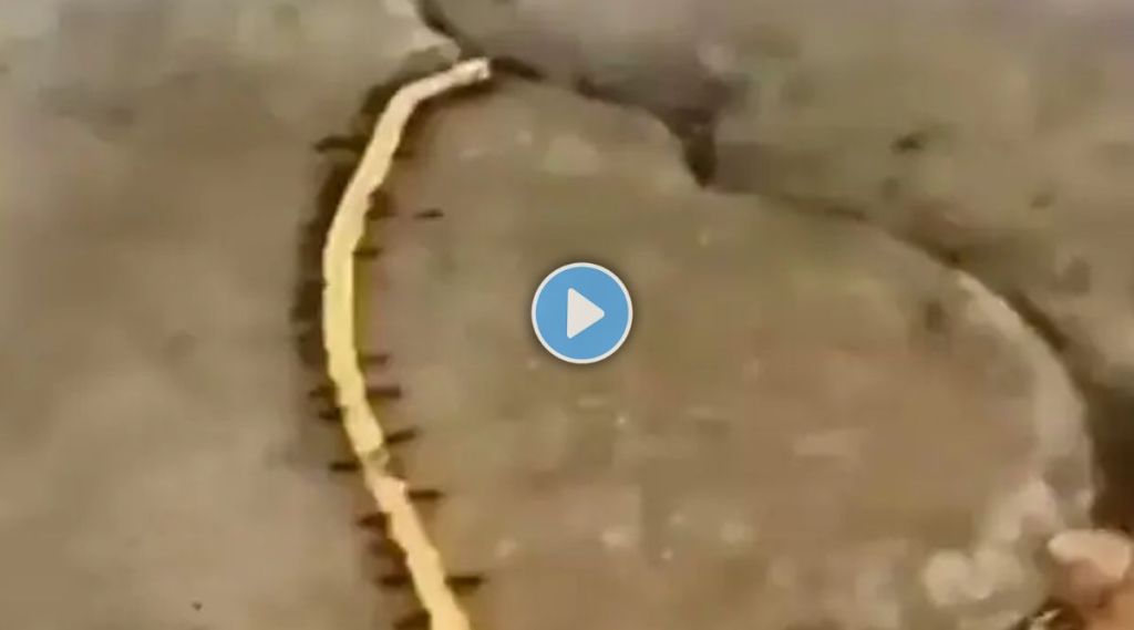 viral video