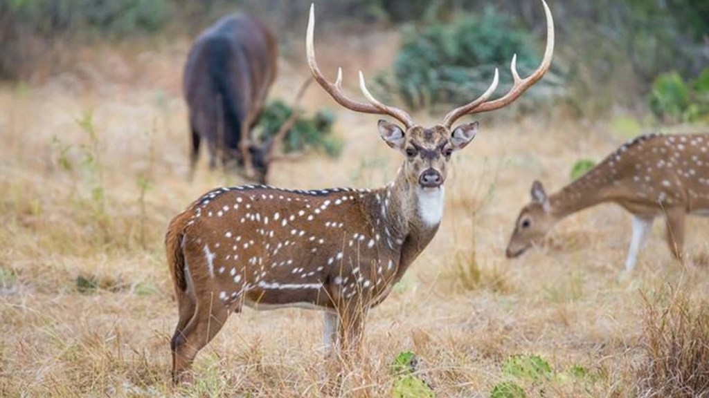 wild life maharashtra