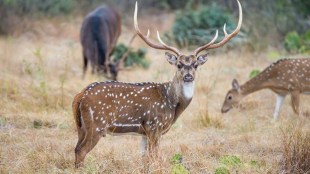 wild life maharashtra