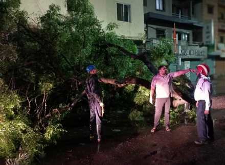 big tree falls in Kasarwadi Pimpri early morning