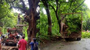 Aarey tree cut new