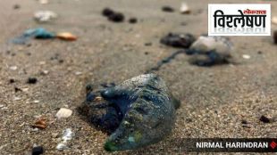 Blue Bottle Jellyfish