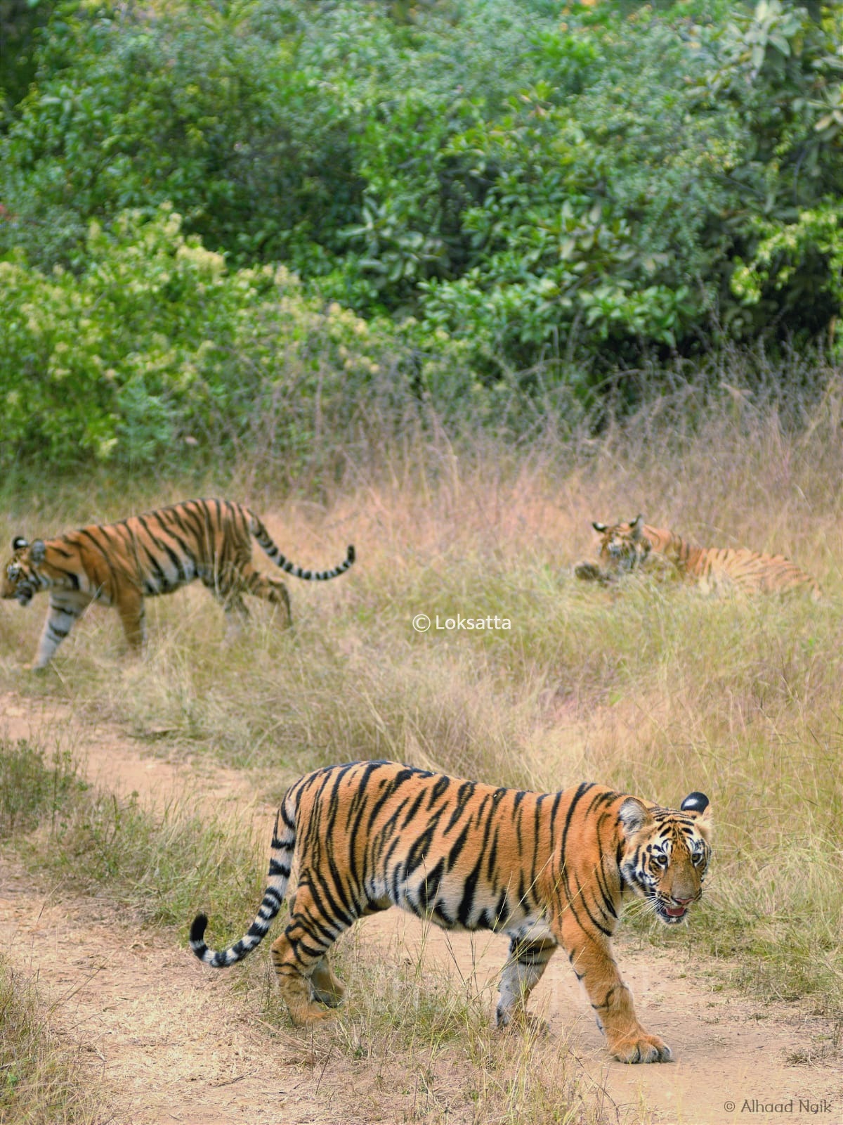 Fairy Tigress Umred Pauni Karhandla Photos