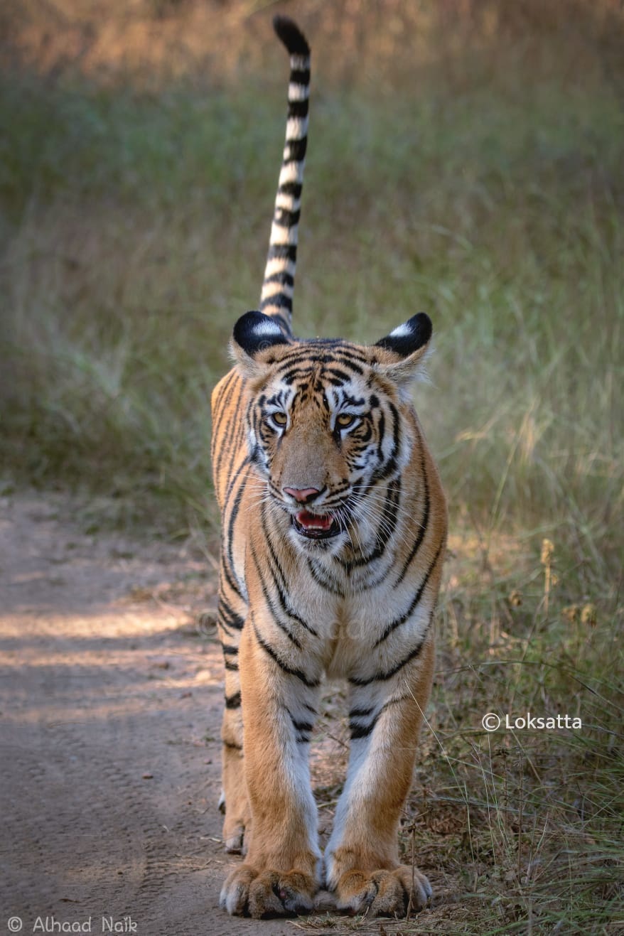 Fairy Tigress Umred Pauni Karhandla Photos
