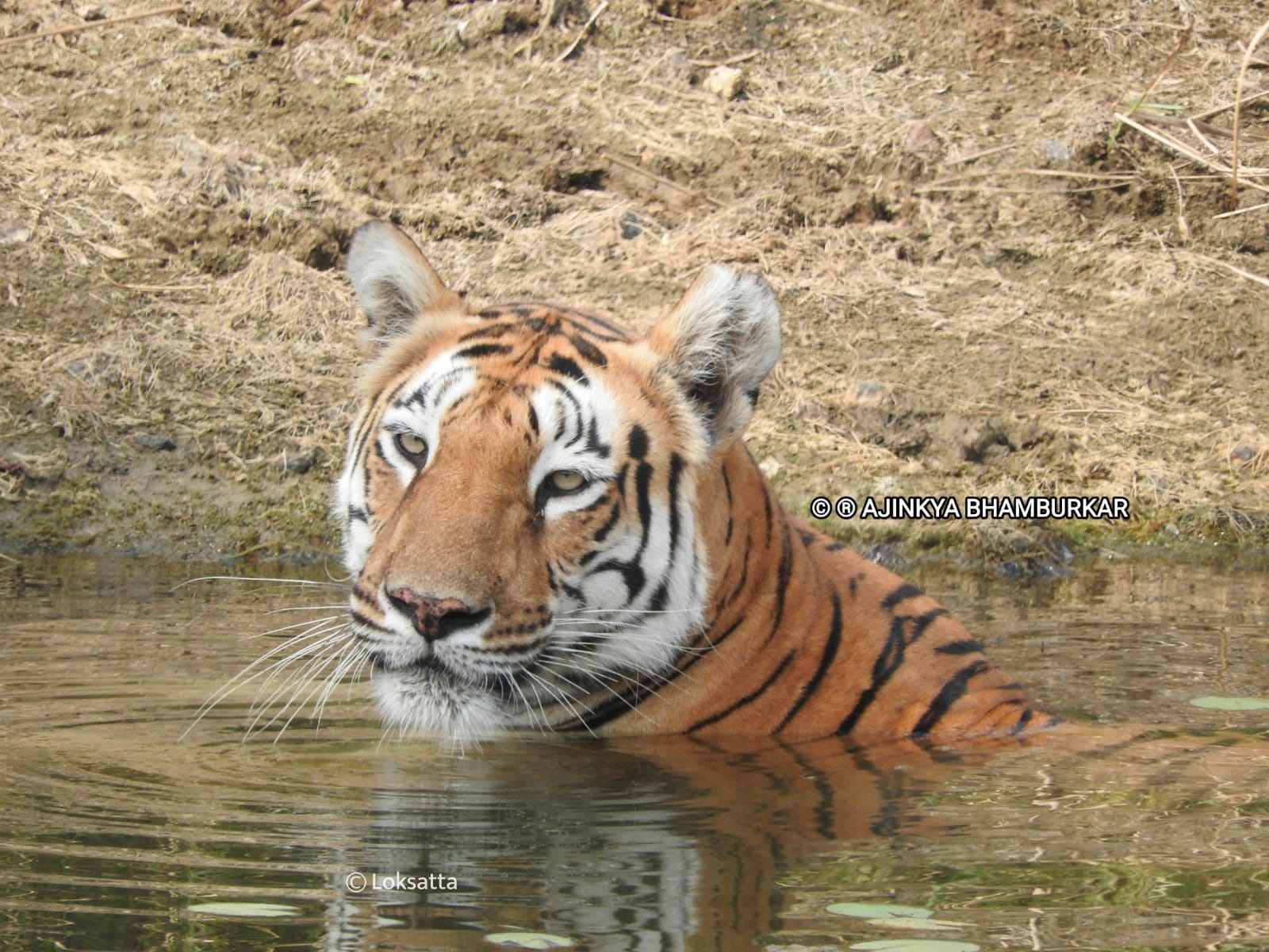 Fairy Tigress Umred Pauni Karhandla Photos