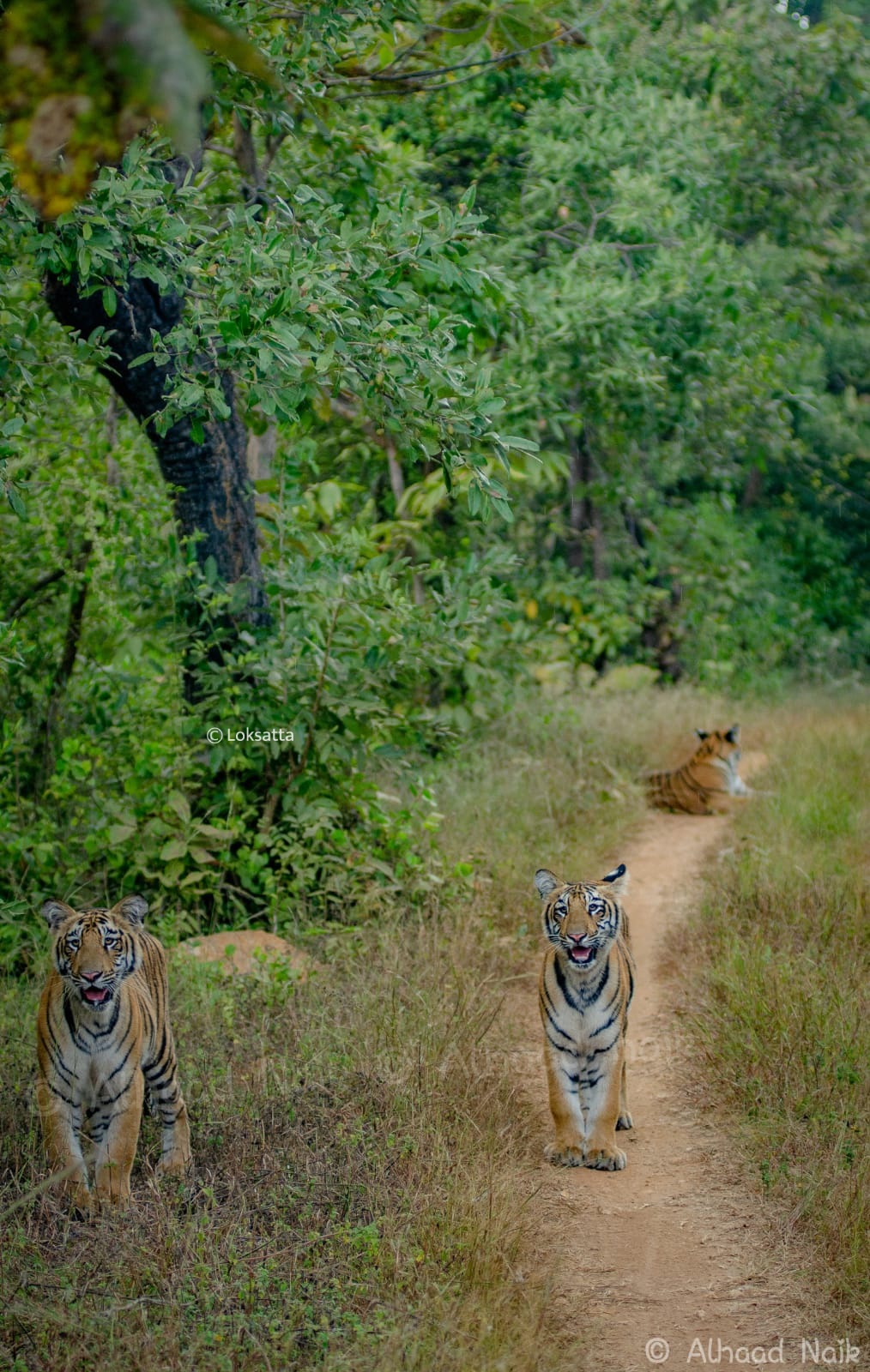 Fairy Tigress Umred Pauni Karhandla Photos