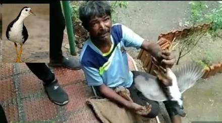 Gallinula chloropus Gallinula chloropus