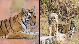 Kuwani Tigress Tadoba Photos