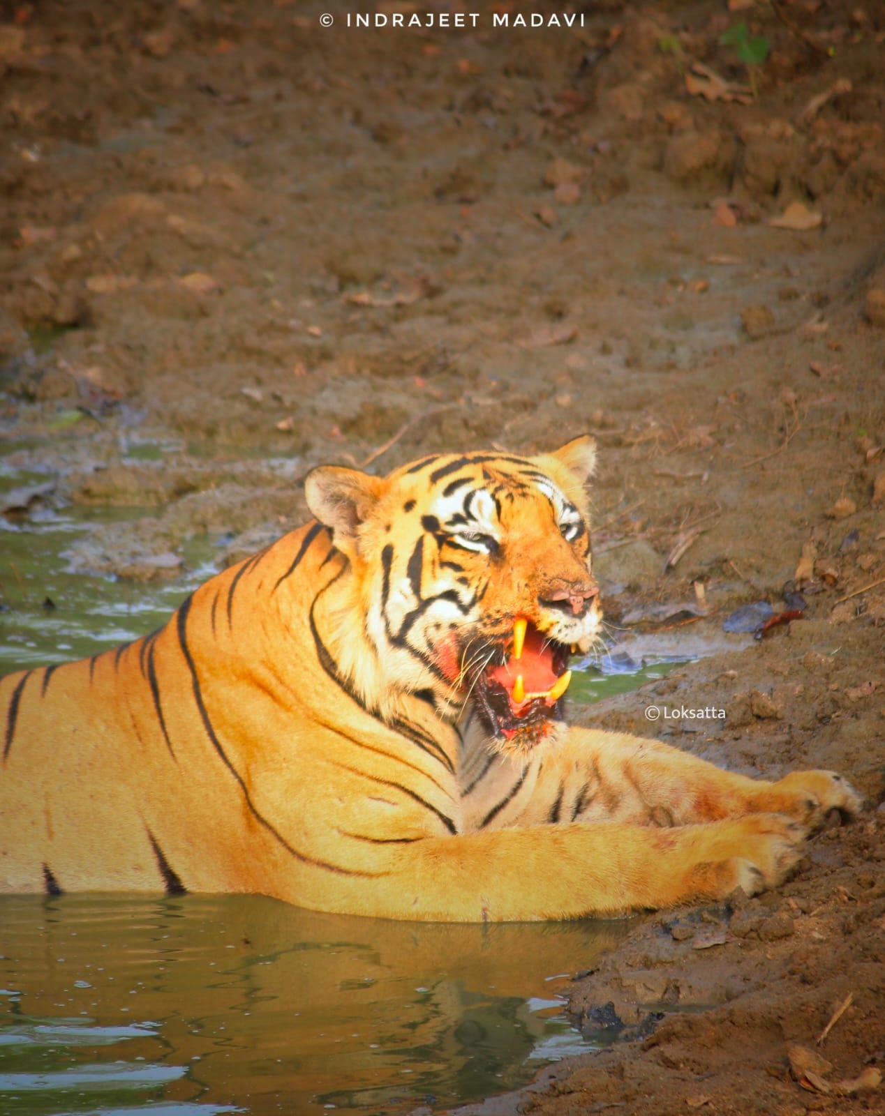 Matka Tiger Tadoba National Park