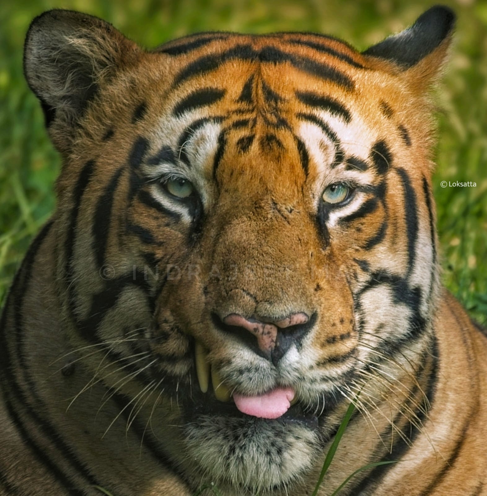 Matka Tiger Tadoba National Park