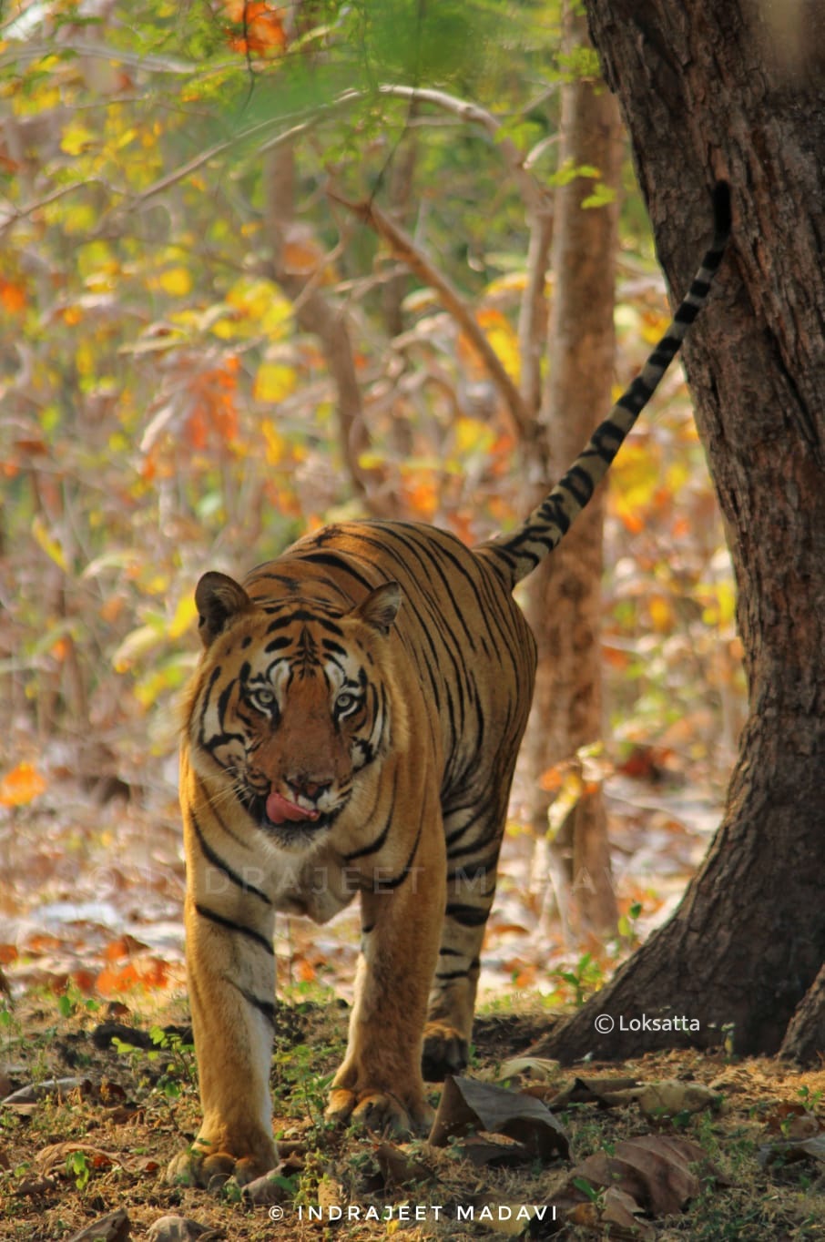 Matka Tiger Tadoba National Park