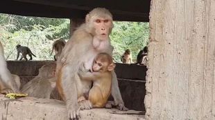 UP Bareilly Monkey
