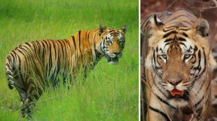 Mowgli Tiger