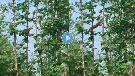 Leopard-Hunts-Baby-Monkey