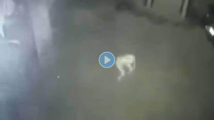 Alien-Video-Viral
