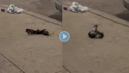 Rat-Attack-Pigeon-Viral-Video