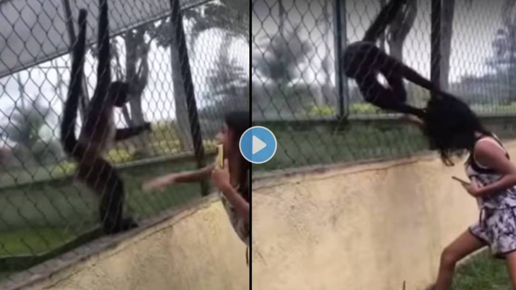 Spider-Monkey-Attack-On-Girl