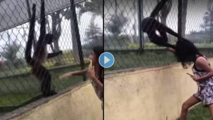 Spider-Monkey-Attack-On-Girl