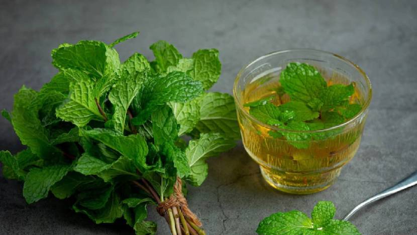 तुळशी चहा: पावसाळ्यात व्यक्तीला विविध आजारांच्या संक्रमणांपासून बचाव करण्यासाठी रोगप्रतिकारशक्तीची गरज असते. त्यासाठी तुळशीच्या चहाचं सेवन करायला हवं.