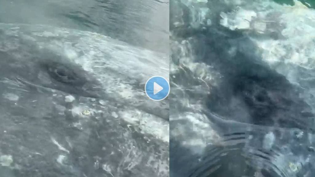 Grey-Whale-Viral-Video