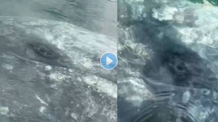Grey-Whale-Viral-Video