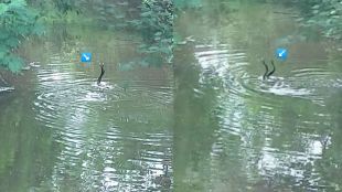 Snake Love Making Video Viral