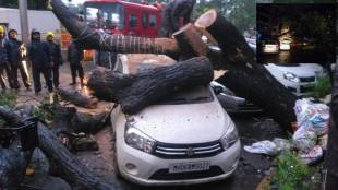 falling tree on car