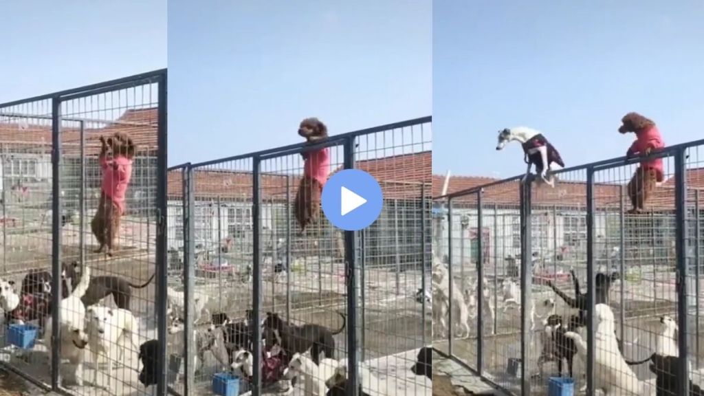 The rebellion of dogs viral video