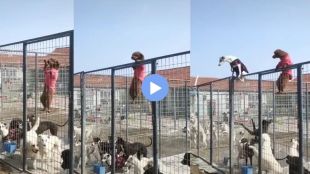 The rebellion of dogs viral video