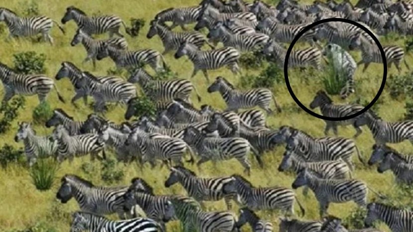 Optical illusion photo