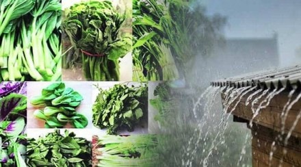 Eating 'these' green leafy vegetables during monsoons can be harmful to health