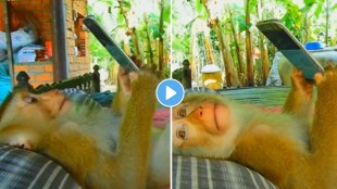 A video of a smart monkey watching YouTube with a pillow on the bed went viral